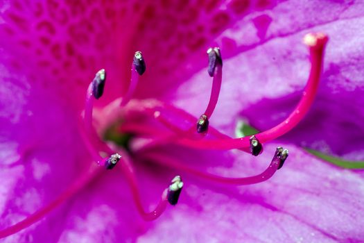 Macro shot of a vivid pink flower