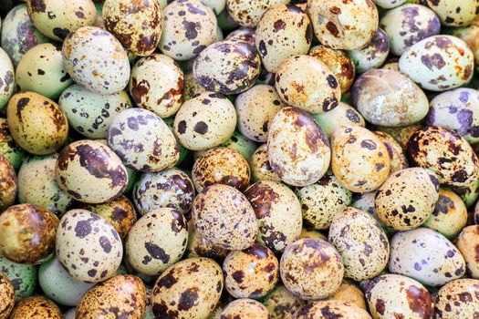 Fresh quail eggs with beautiful pattern for use as background.