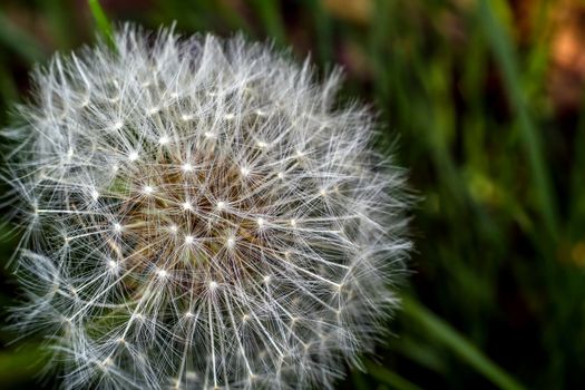 Macro of a dandelion with green background