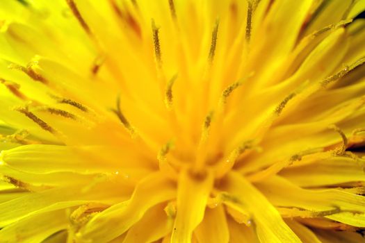 Macro shot of a vivid yellow flower