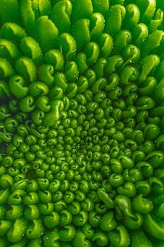 Green plant flower pattern on macro