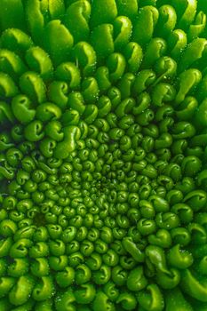 Green plant flower pattern on macro