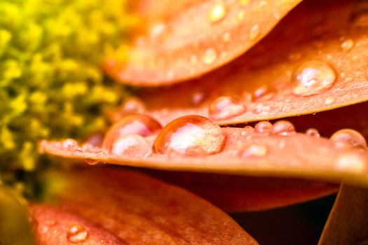 Beautiful cool drops over orange flower