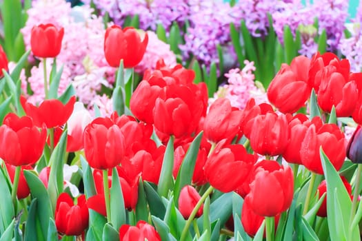 Beautiful bouquet of red tulips on a green leaves background.
