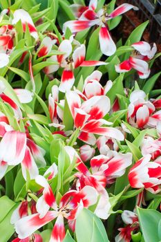 Beautiful bouquet of red and white stripe tulips on a green leaves background.