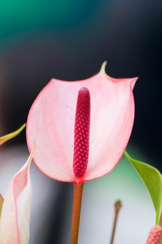 Red Anthurium flower and fresh by shooting closeup.