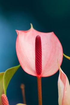 Red Anthurium flower and fresh by shooting closeup.