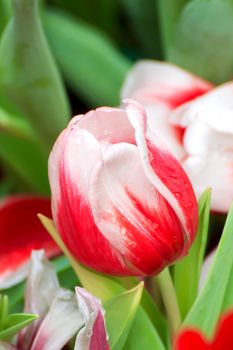 Beautiful bouquet of red and white stripe tulips on a green leaves background.
