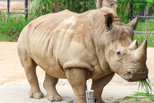 Big rhinoceros live in zoos Khao Kheow.