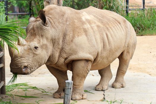 Big rhinoceros live in zoos Khao Kheow.