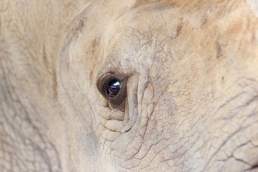 Big rhinoceros live in zoos Khao Kheow. Zoom in the eye.