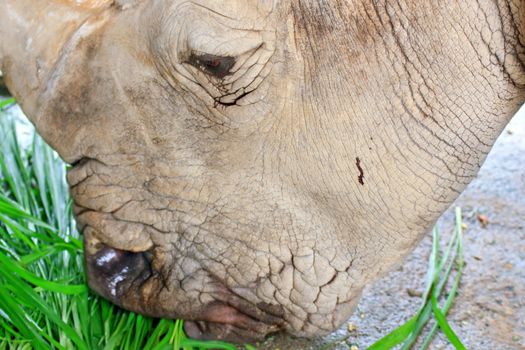 Big rhinoceros live in zoos Khao Kheow.