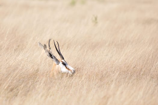 Springbok lying in the the grass to shelter from a cold wind, Etosha National Park, Namibia
