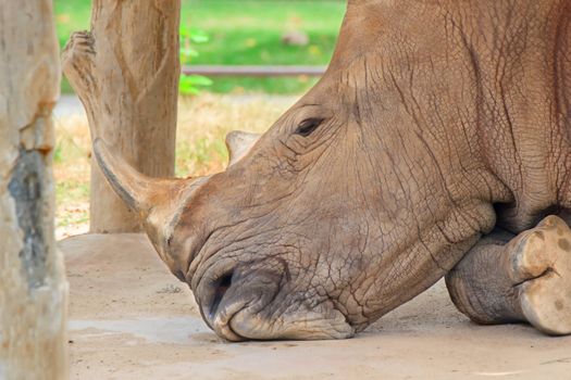 Big rhinoceros live in zoos Khao Kheow.