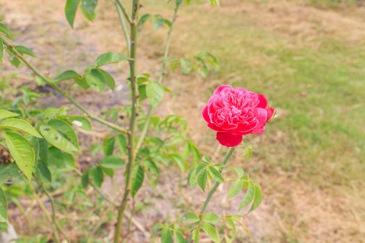 A red rose from the smoking section.