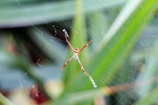 Big scary spider sits in its web in the green background.