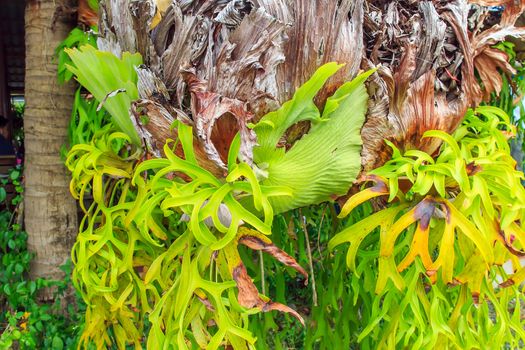 Big staghorn ferns hanging on the rope.