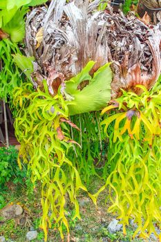 Big staghorn ferns hanging on the rope.