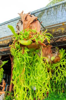 Big staghorn ferns hanging on the rope.