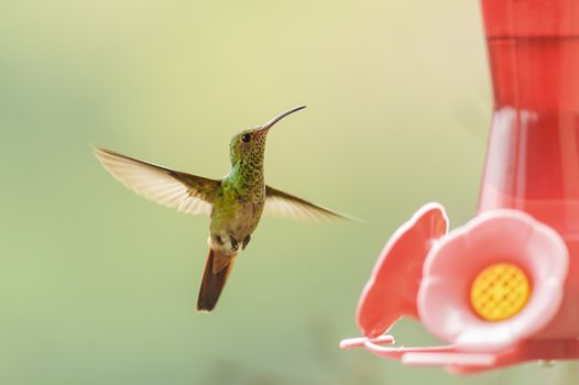 Rufous tailed hummingbird hovering close to a feeder.