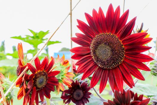 The red sunflowers in the field in summer.