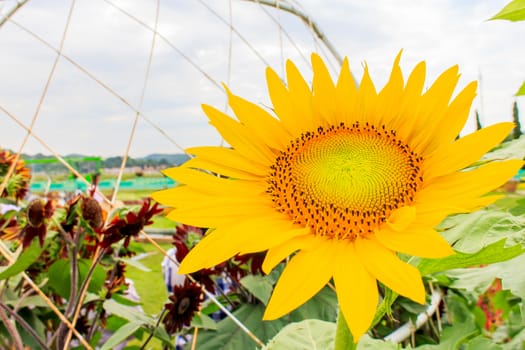 The sunflowers in the field in summer.