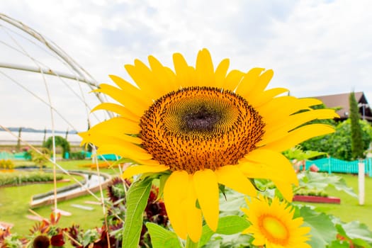 The sunflowers in the field in summer.