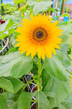 The sunflowers in the field in summer.