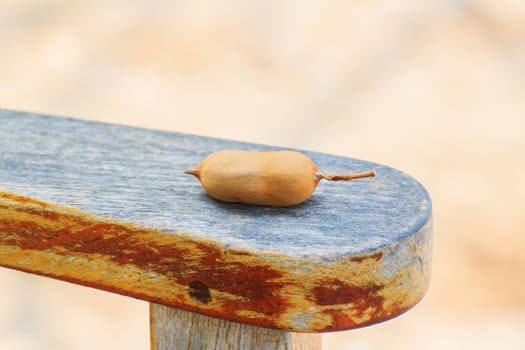 Tamarind small on the edge of the chair.