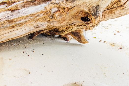 Timber located on the beach, an empty one.