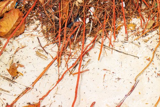 The roots of trees on the ground.