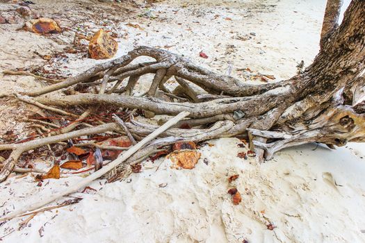 The roots of trees on the ground.