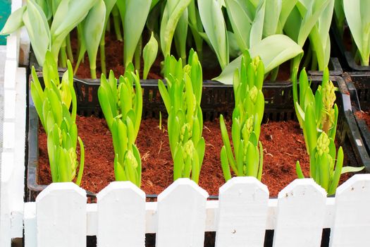 Seedlings of tulips growing in the plots.