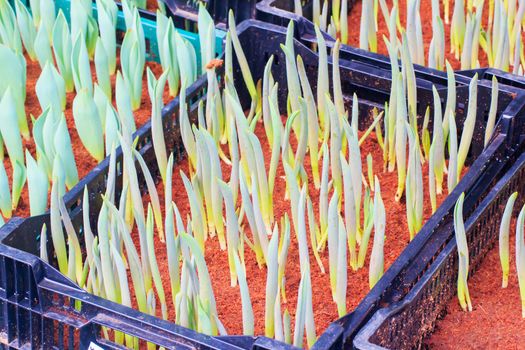 Seedlings of tulips growing in the plots.