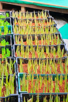 Seedlings of tulips growing in the plots.