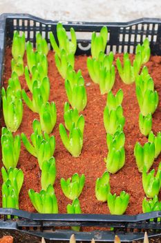 Seedlings of tulips growing in the plots.