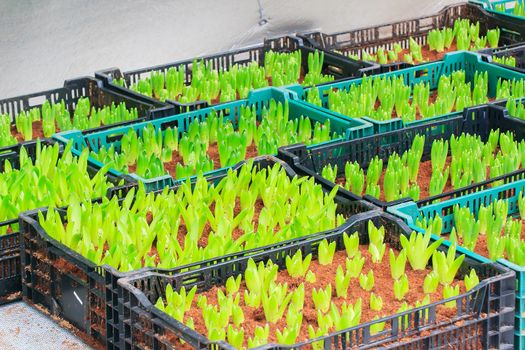 Seedlings of tulips growing in the plots.