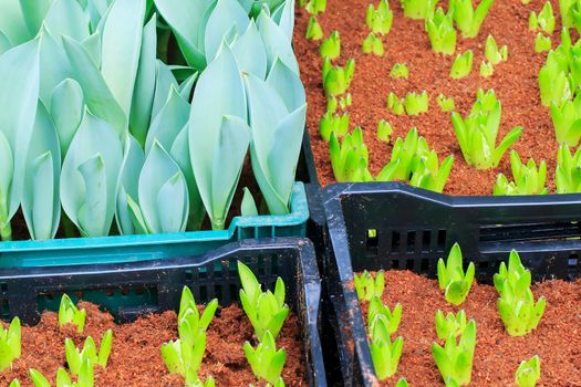 Seedlings of tulips growing in the plots.