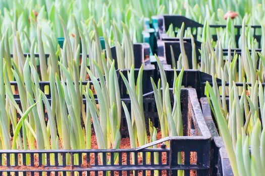 Seedlings of tulips growing in the plots.