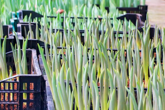 Seedlings of tulips growing in the plots.