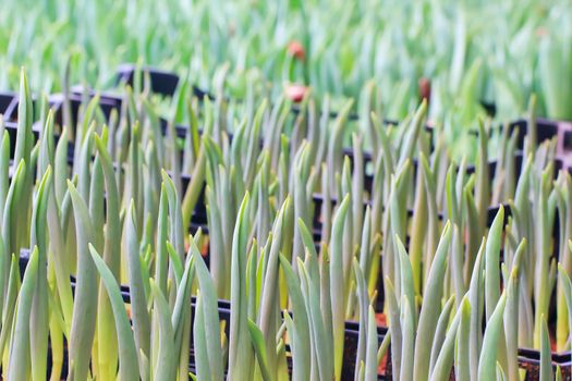 Seedlings of tulips growing in the plots.