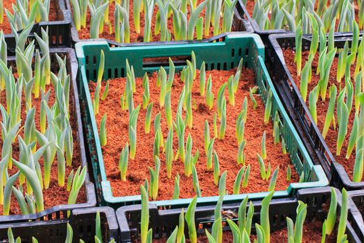 Seedlings of tulips growing in the plots.