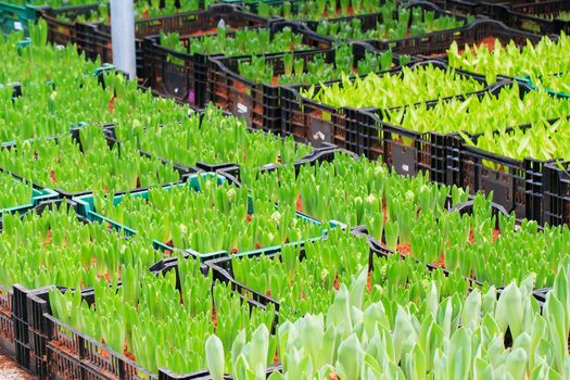 Seedlings of tulips growing in the plots.