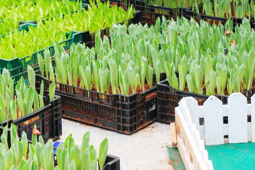 Seedlings of tulips growing in the plots.