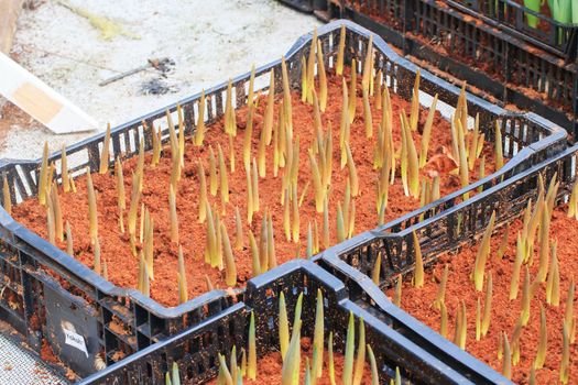 Seedlings of tulips growing in the plots.