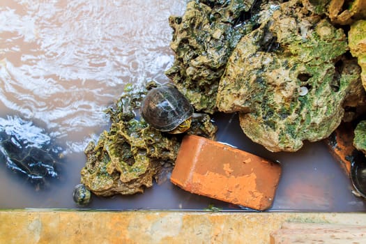 Freshwater turtles that live together as a family.