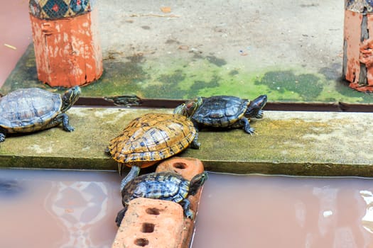 Freshwater turtles that live together as a family.