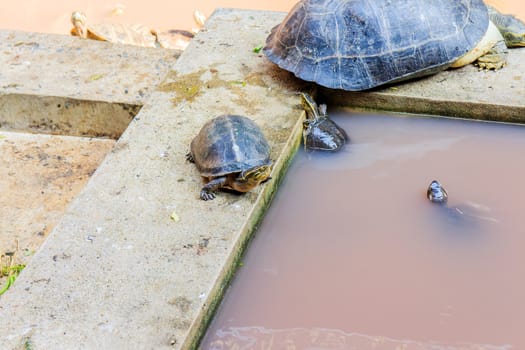 Freshwater turtles that live together as a family.