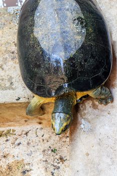 One turtle was walking alone in the pond.