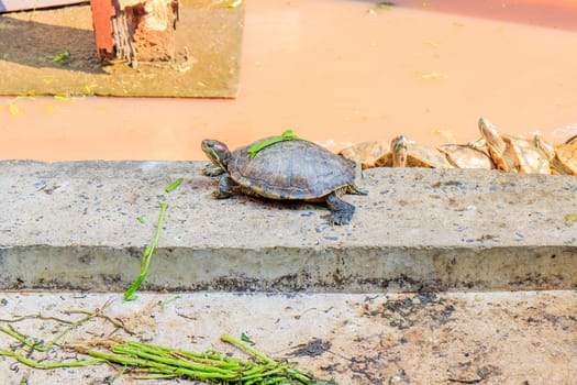 Freshwater turtles that live together as a family.